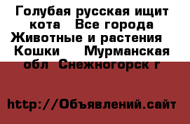 Голубая русская ищит кота - Все города Животные и растения » Кошки   . Мурманская обл.,Снежногорск г.